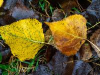 Zwei farbige Pappelblätter